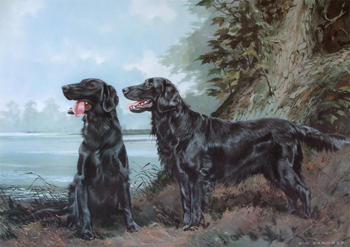 Flat Coated Retrievers Limited Edition Print by Canine Artist Vic Granger